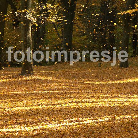 Fotoimpresje tapety na pulpit